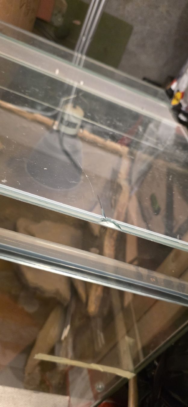 Terrario: Terrarium – Usato da Freienwil venduto da Columbo86 1