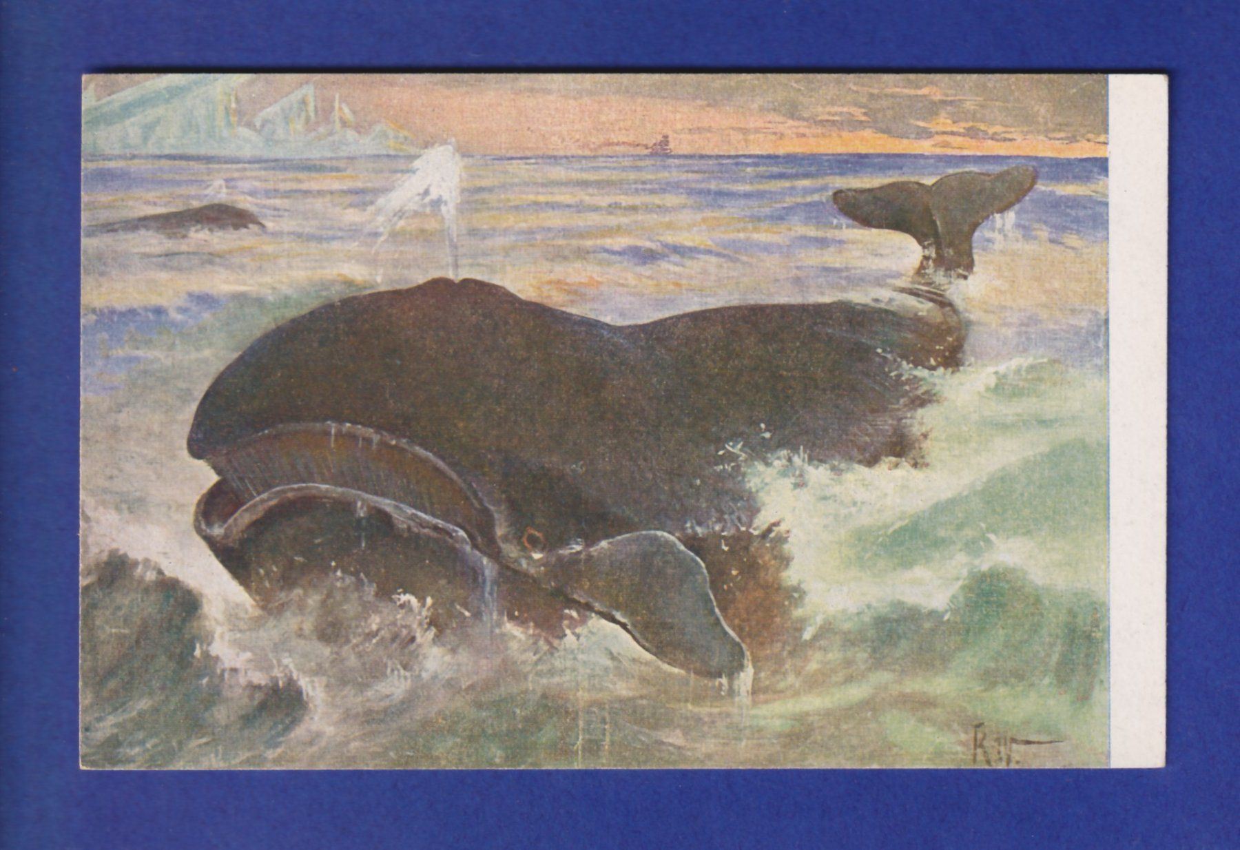 Cartes postales: BALEINE – D'occasion à Pully par nicecards-shop