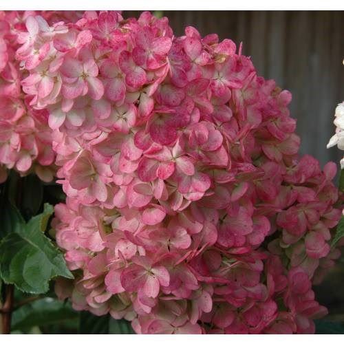Piante & sementi: Hortensia Vanille Fraise 2x  20cm – Nuovo e nell'imballaggio originale da Bremblens venduto da FIBONACCI369