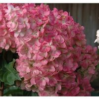 Hortensia Vanille Fraise 2x  20cm