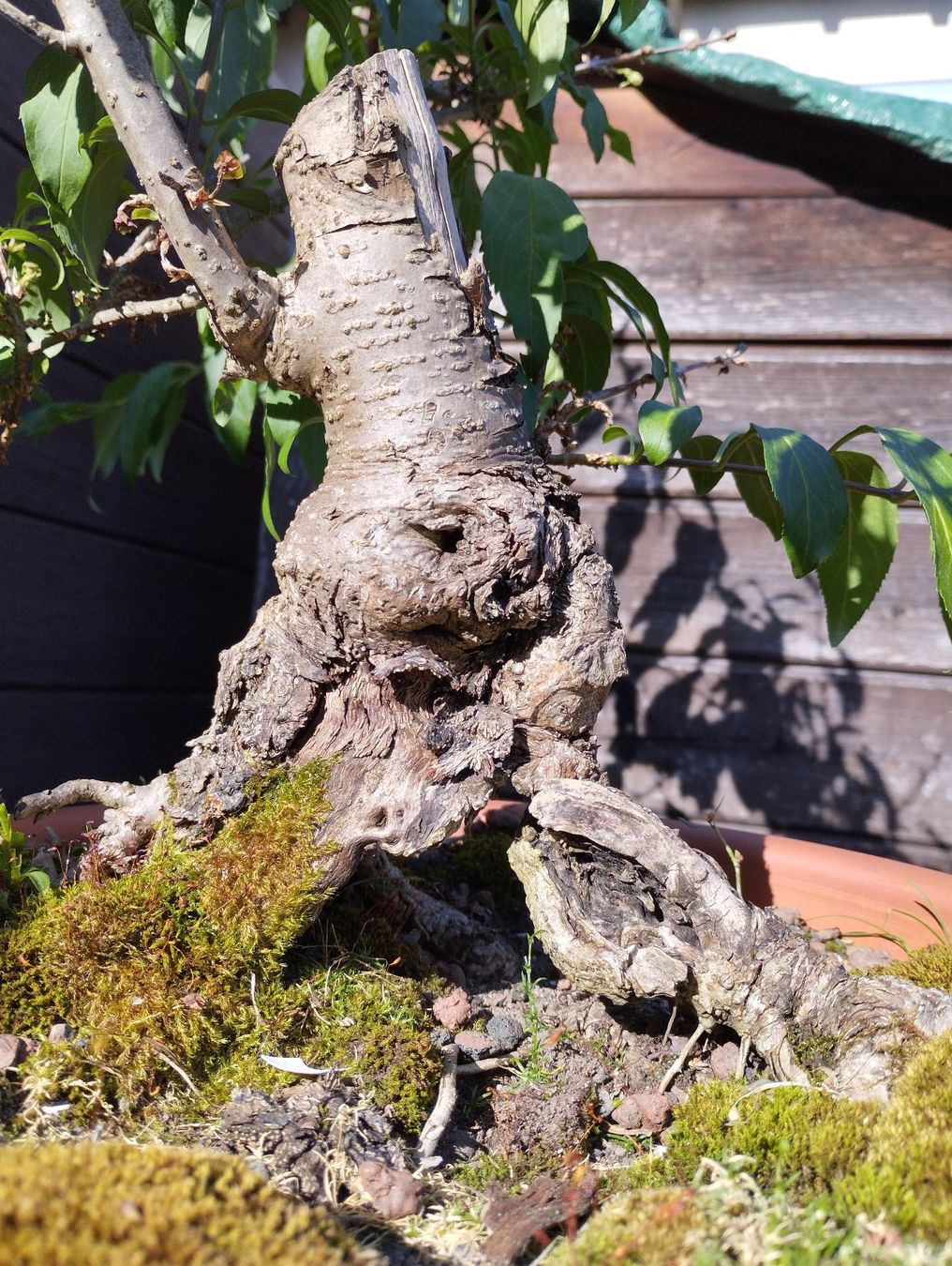 Piante & sementi: Bonsai Rohling Forsythie #2 – Usato da Oberwil BL venduto da suaku