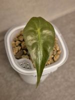🐍 Junge Alocasia Venom #3🪴