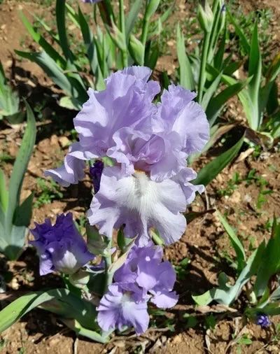 Pflanzen & Samen: Iris 1 bulbe Orchidarium – Gebraucht aus Lajoux JU von Briard0
