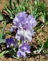 Iris 1 bulbe Orchidarium