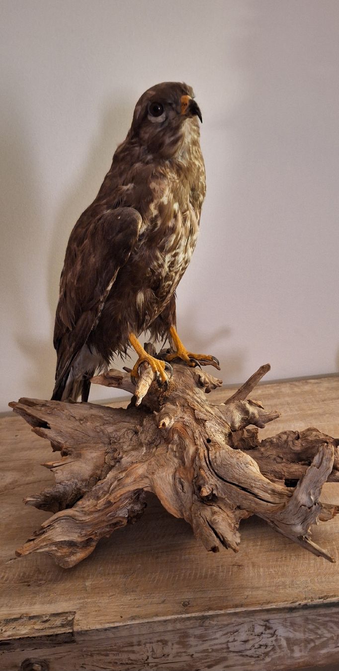 Monde des animaux: Mäusebussard Präparat – D'occasion à Uzwil par Arusha21 2