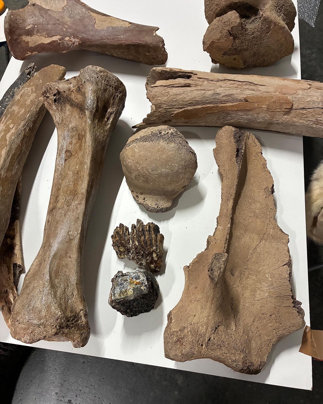 Fossili: Diverse Mammut-Knochen – Usato da Bäretswil venduto da robsonantik 2