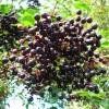 Piante & sementi: Sureau Noir  2 PLANTS  15-20cm – Nuovo (secondo la descrizione) da Bremblens venduto da FIBONACCI369