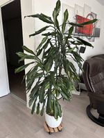 Zimmerpflanze Drachenbaum