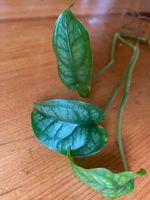 Monstera Siltepecana, bewurzelter Steckling