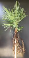 Original Sizilien Zwerg-Palme | Ableger