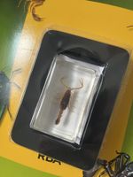 Scorpione dorato RBA insetti da collezione nuovo</div>