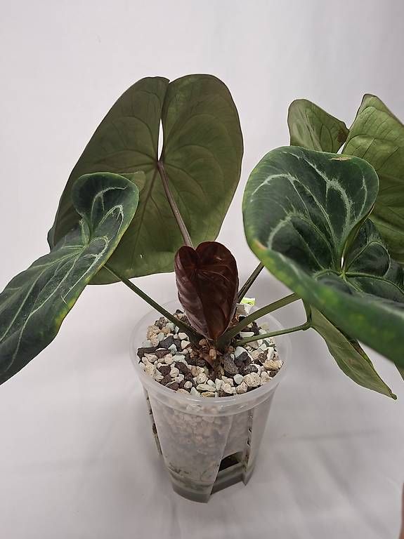 Piante & sementi: Anthurium KOS – Usato da Fahrweid venduto da mikes.anthurium