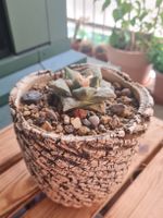 Unikat! Kaktus Topf Handarbeit Ariocarpus Lophophora