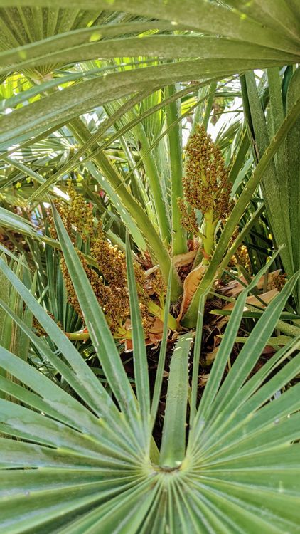 Zwergpalme und Tessiner Palmen Bonsai im Rattantopf ca. 2m H Kaufen