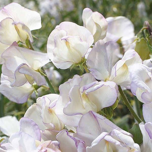 Piante & sementi: 15 Samen Duftwicke HIGH SCENT – Usato da Ehrendingen venduto da VerveinaSamen 2