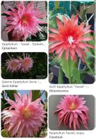 Epiphyllum „Tassel“ Blattkaktus Epicactus