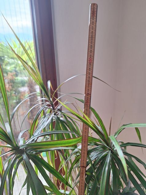 Pflanzen & Samen: Dracena – Gebraucht aus Buchs SG von gibol 2