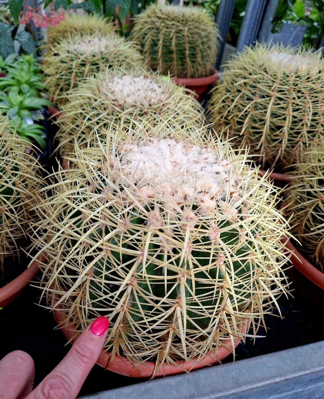 Piante & sementi: XL ECHINOCACTUS D: 25 -30 cm. Echinocactus SUPERDECORATIV! – Nuovo e nell'imballaggio originale da Rovio venduto da POSITIFFARTandPLANTS 1