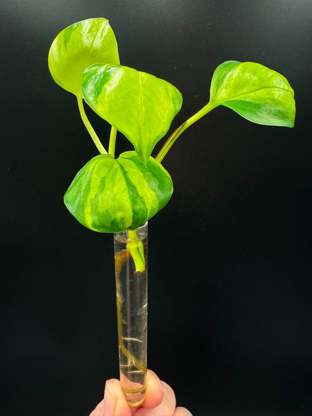 Piante & sementi: Epipremnum aureum 'Neon Joy' – Nuovo (secondo la descrizione) da Bühler venduto da googelibear 2