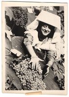 Fotografie Weinlese in Italien, Italiene