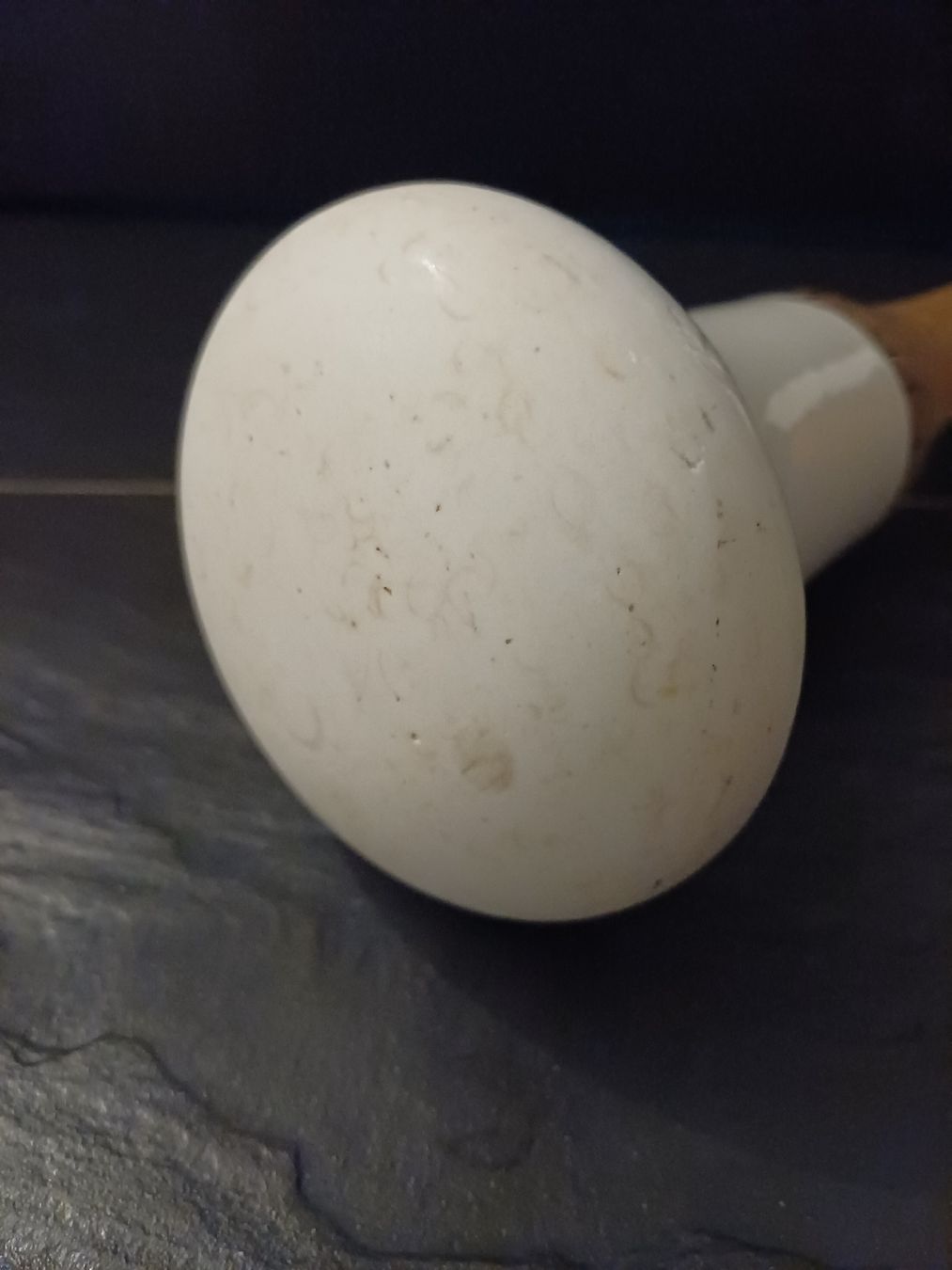 Elettrodomestici da cucina: Alter, grosser Stössel/Pastill, Germany – Usato da Niederuzwil venduto da wolkenlos80 8