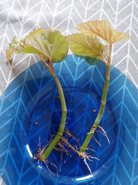 Pflanzen & Samen: Begonie – Gebraucht aus Schwaderloch von bademeister79