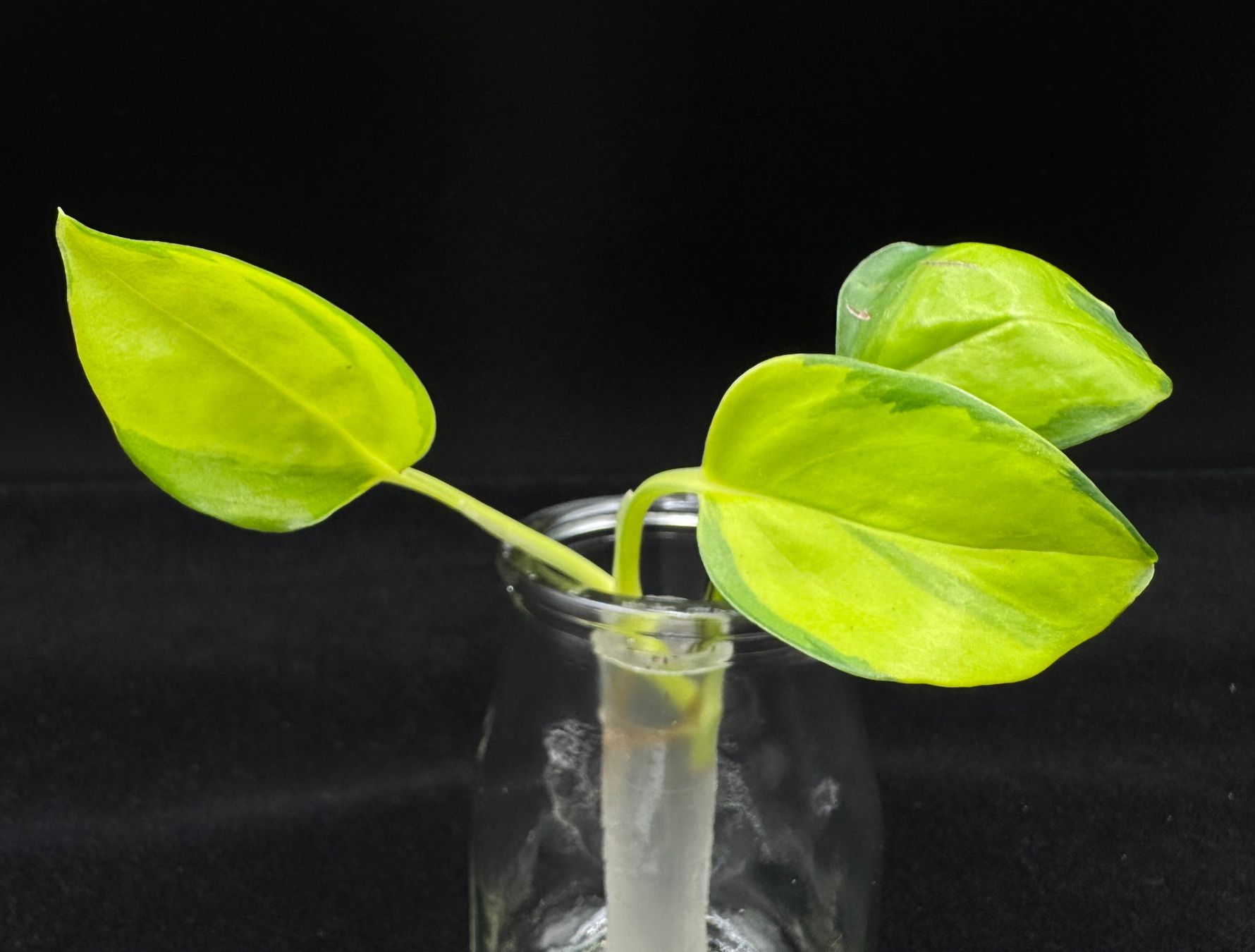 Piante & sementi: Epipremnum aureum 'Neon Joy' - Kopfsteckling – Nuovo (secondo la descrizione) da Bühler venduto da googelibear 1