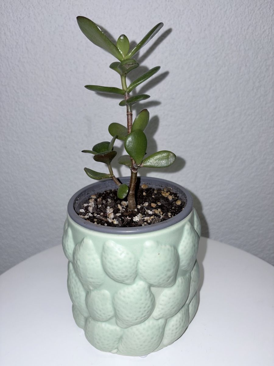 Pflanzen & Samen: Crassula ovata plant with ceramic cache pot – Gebraucht aus Kilchberg ZH von malibubeach