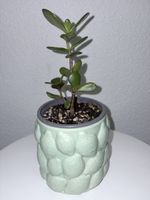 Crassula ovata plant with ceramic cache pot