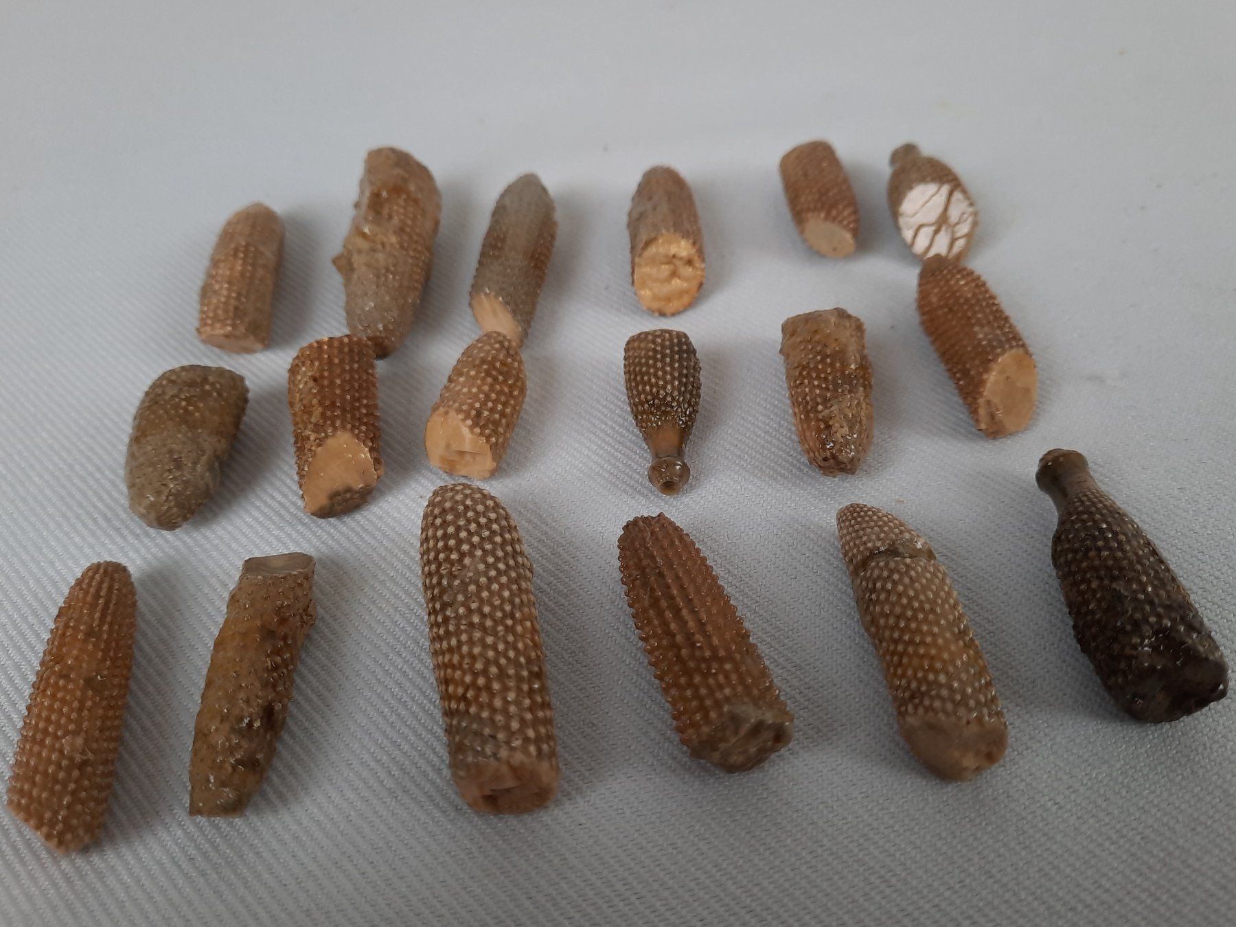Fossili: Fossile Muscheln und Seeigelstacheln – Usato da Beinwil am See venduto da Restwert_Beinwil 1