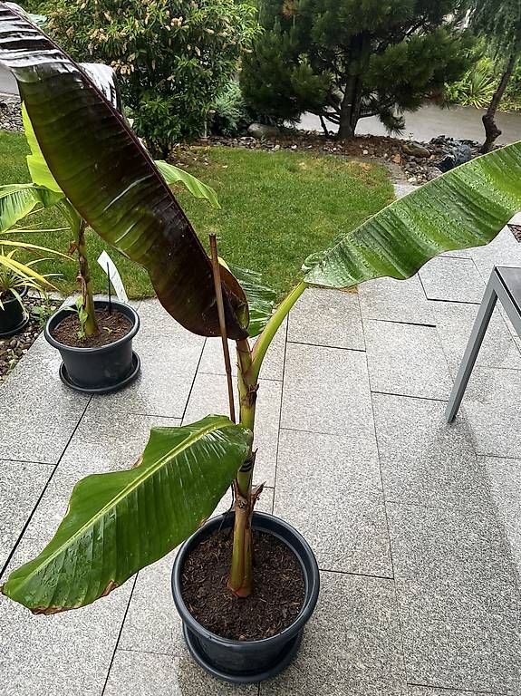 Plantes & graines: Bananenbaum – D'occasion à Riniken par Rikaner