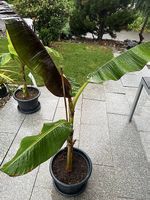 Bananenbaum