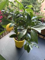 Citrus  Limone  50cm