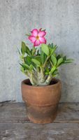 Wüstenrose Godji