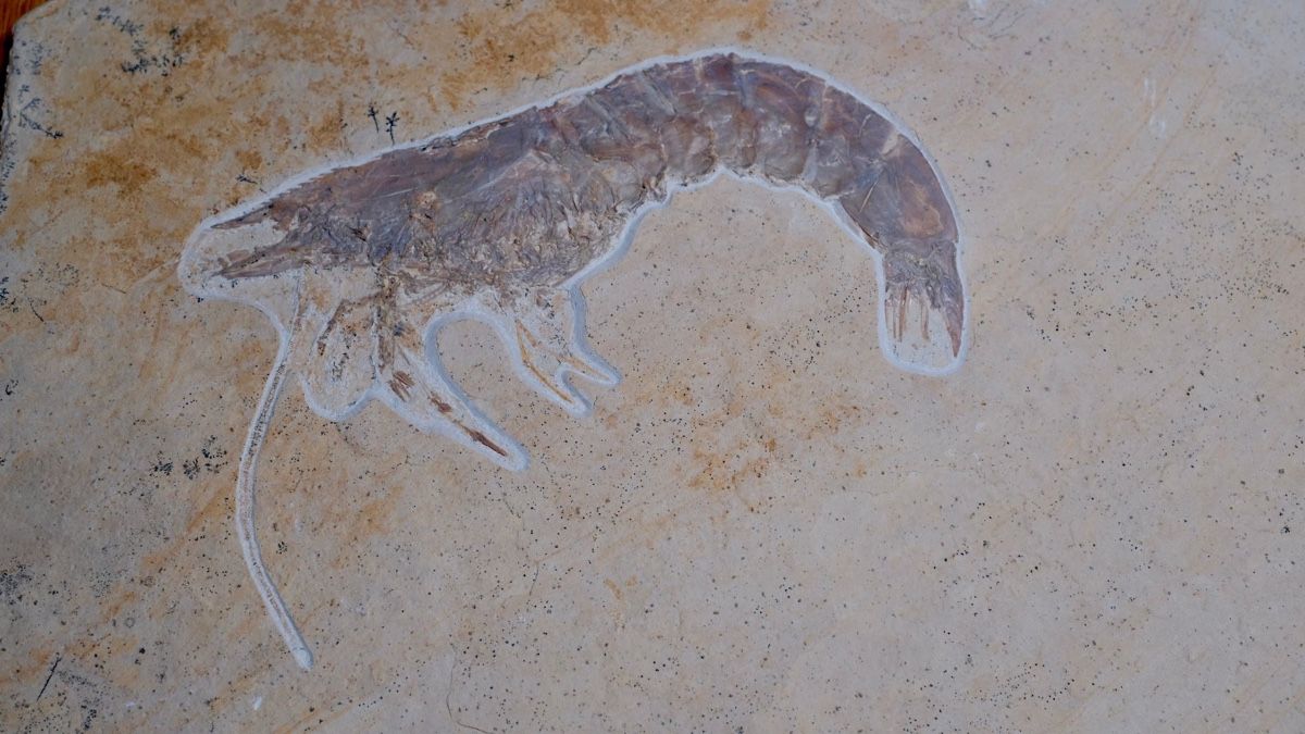 Fossilien: Fossil - Antrimpos sp. – Gebraucht aus Biel/Bienne von nimmes 2
