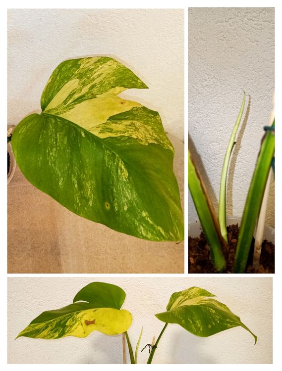 Monstera Aurea Variegata Kaufen Auf Ricardo