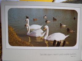 Alte Postkarte mit Schwäne auf See, unbeschrieben