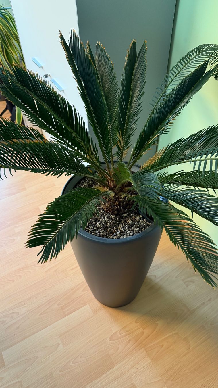 Piante & sementi: Cycas Palmfarn / Hydrokultur – Usato da Stäfa venduto da Sensor8712 3
