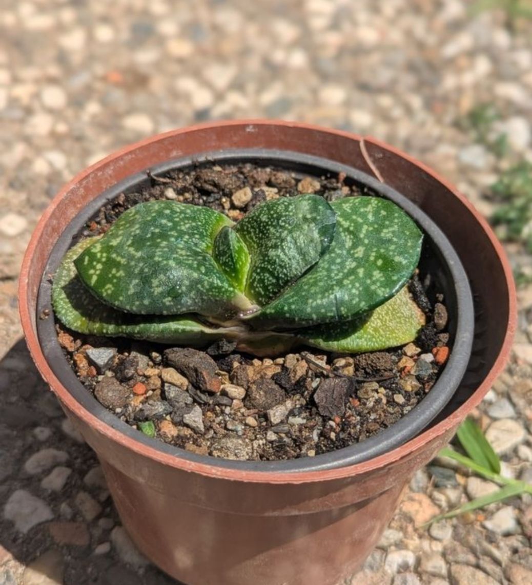 Piante & sementi: Gasteria armstrongii  – Usato da Comano venduto da che_8lc2