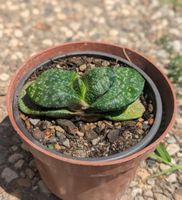 Gasteria armstrongii 