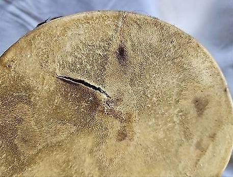 Strumenti musicali: Djembé-Trommeln – Usato da Sarmenstorf venduto da T.Sunl8 3