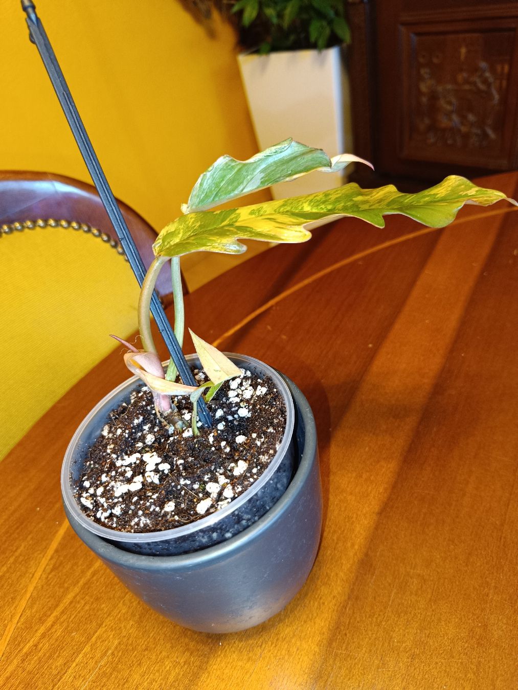 Piante & sementi: Philodendron Caramel Marble – Nuovo (secondo la descrizione) da Biberist venduto da Belzebu 1