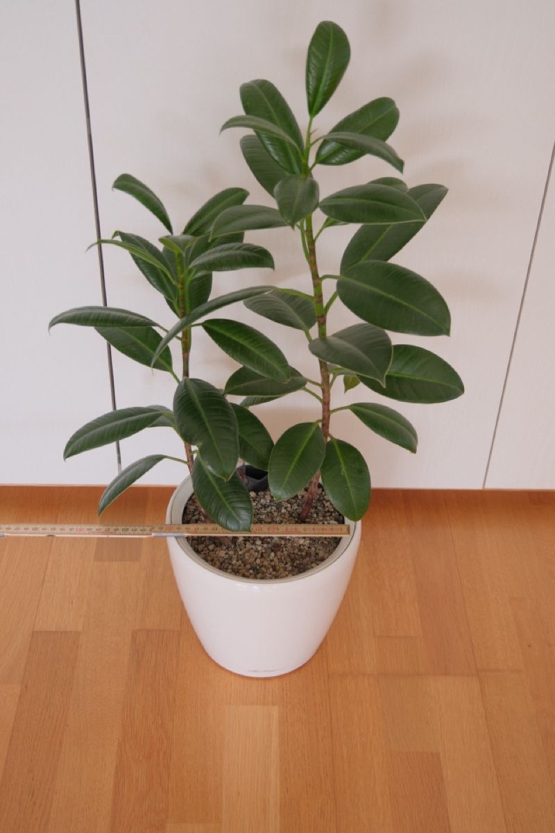 Piante & sementi: Ficus Elastica Variegata + Lechuza Topf – Nuovo (secondo la descrizione) da Birmensdorf ZH venduto da Valerushe 4