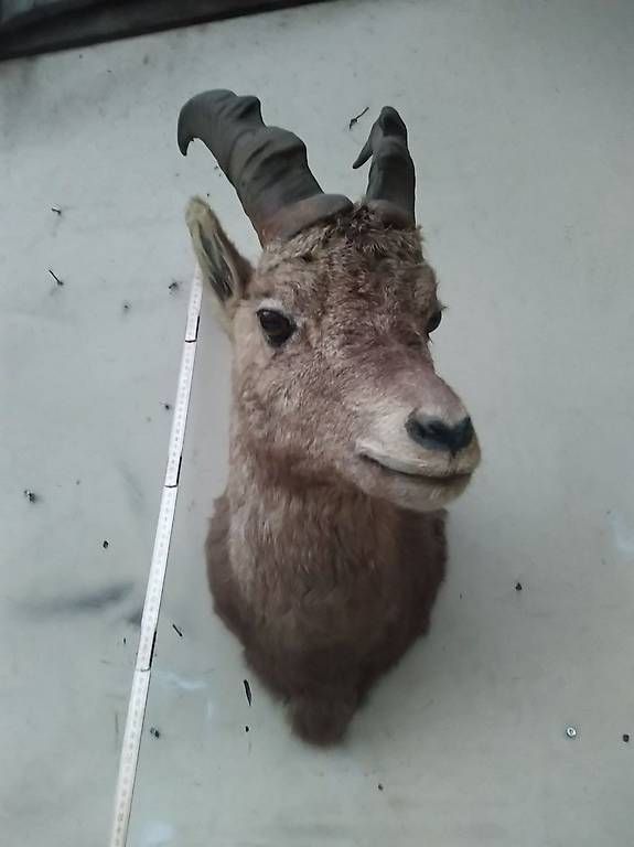 Il mondo degli animali: Steinbock – Usato da Eiken venduto da Padu80