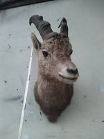 Steinbock