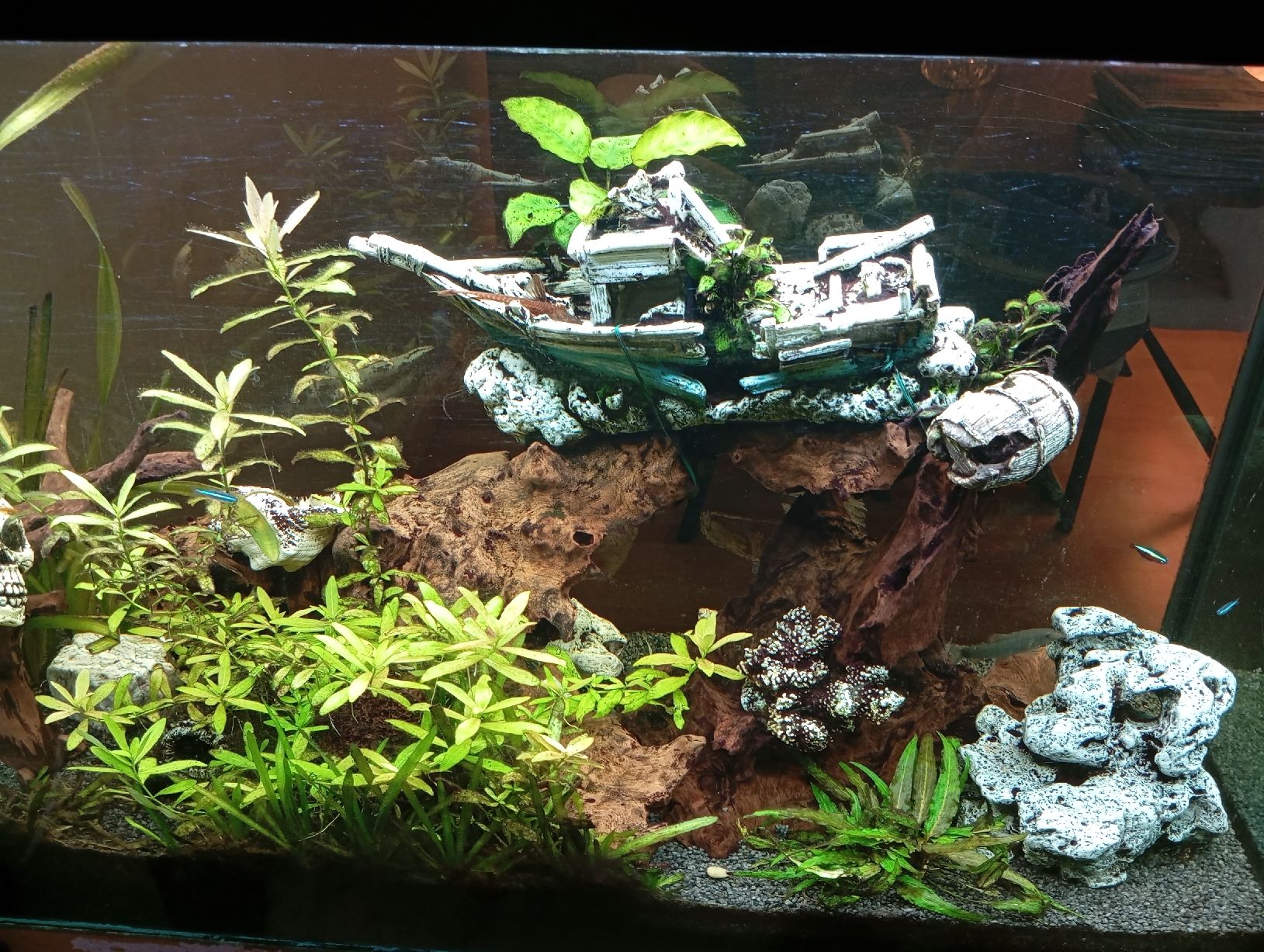 Acquari: Juwel Aquarium Rio180 – Usato da Stallikon venduto da Sweetie_1