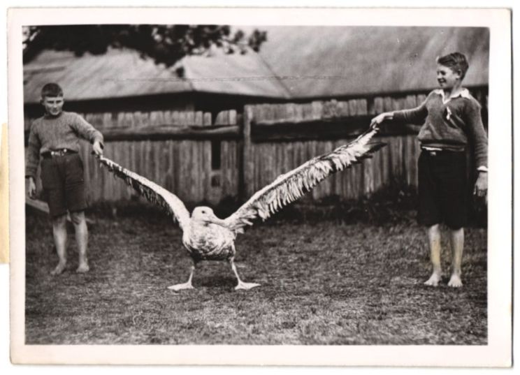 Fotografie &  Plakate: Fotografie Atlantic, Albatros hat sich n – Gebraucht aus Berlin von bartko-reher