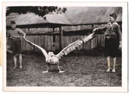 Fotografie Atlantic, Albatros hat sich n