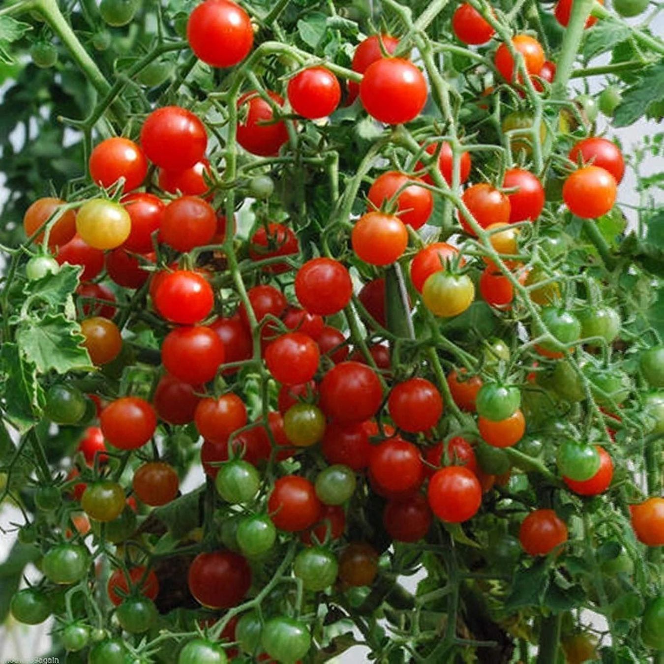 Piante & sementi: 50 Samen Johannisbeertomate – Nuovo (secondo la descrizione) da Ehrendingen venduto da VerveinaSamen 6