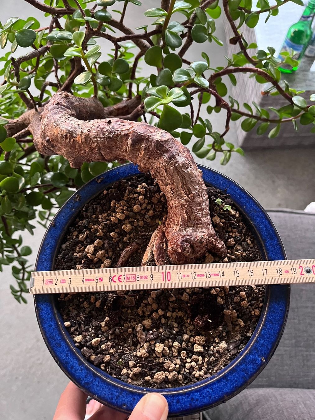Piante & sementi: Geldbaum Bonsai (Kaskade) – Usato da Dussnang venduto da Hakuna_matata7 3